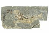Oligocene Fossil Clupeoid Fish (Beksinskiella) - Poland #320630-1